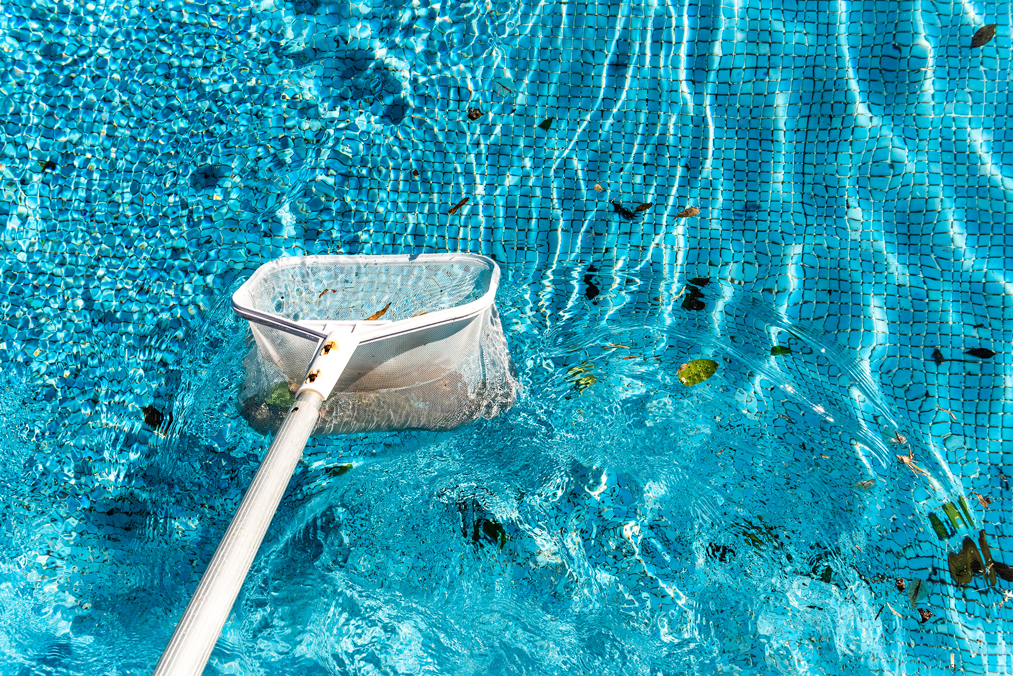 piscine avec algues