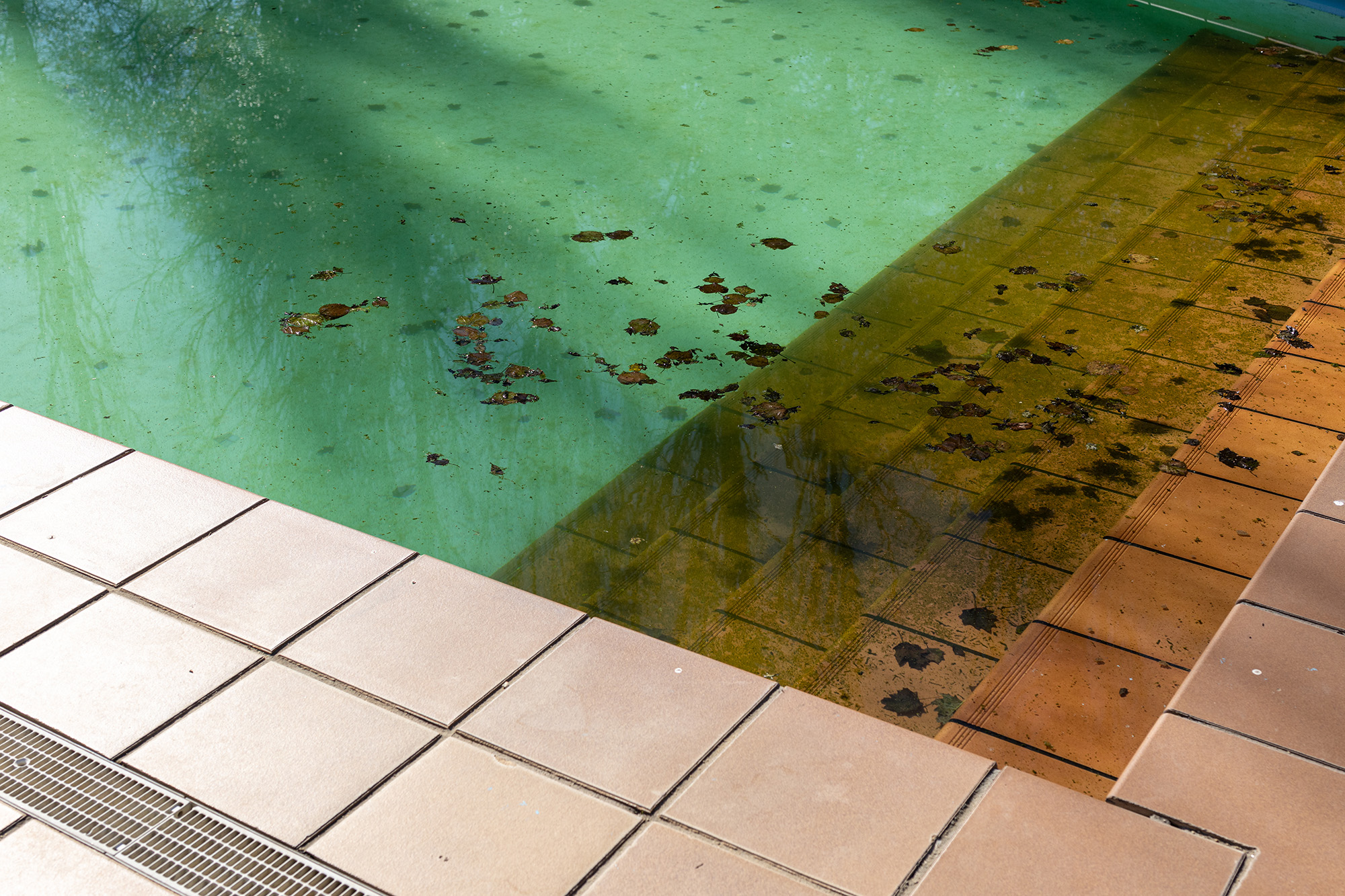 piscine algues un probleme