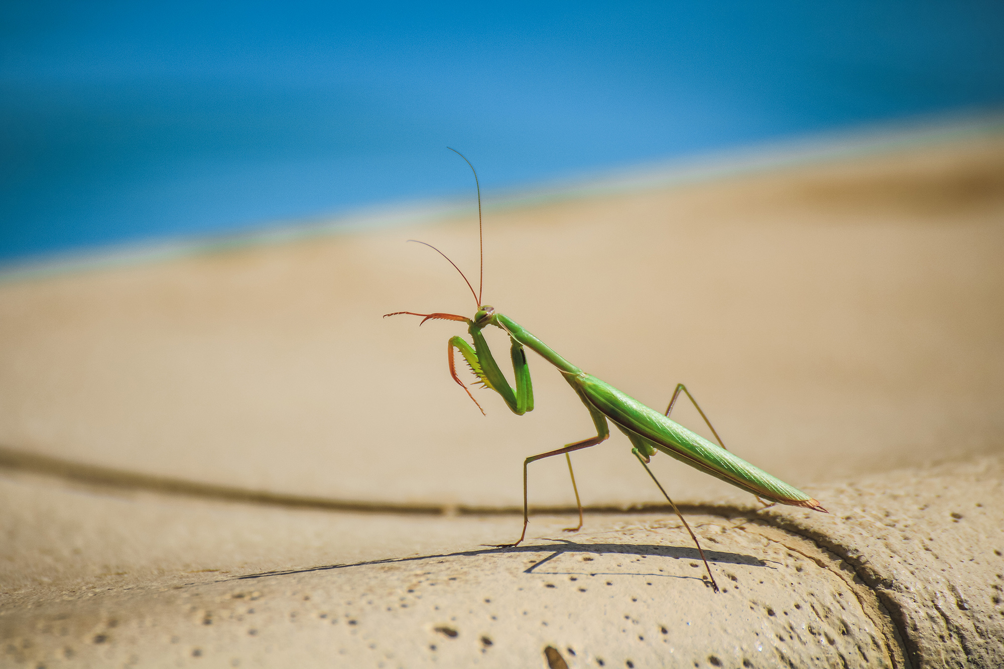 Comment éloigner les insectes de votre piscine ?