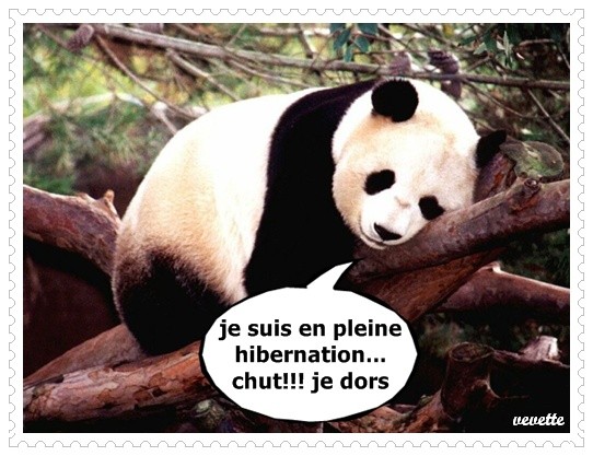 Hibernation  panda